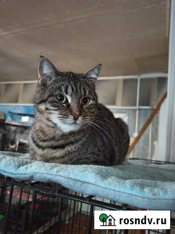 Кошечка в добрые руки Ростов-на-Дону - изображение 1