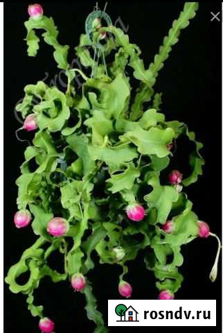 Эпифилумы Уфа - изображение 1