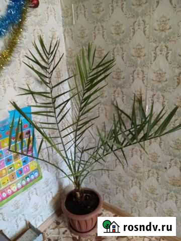 Финиковая пальма Чита - изображение 1