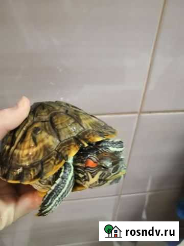 Красноухие черепахи с аквариумом Санкт-Петербург - изображение 1