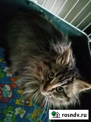 Кошка Балашов - изображение 1