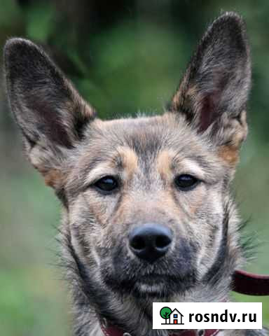 Нури очень ждёт свою семью Ярославль - изображение 1