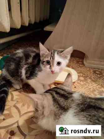 Котёнок Братск