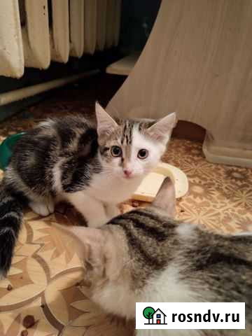 Котёнок Братск - изображение 1