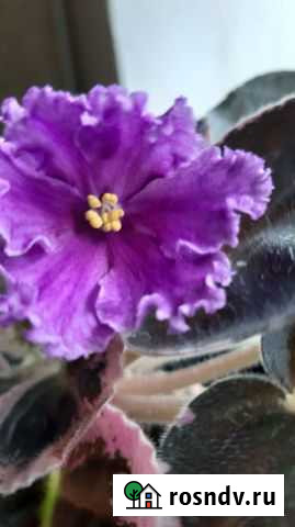 Фиалки Ханты-Мансийск - изображение 1