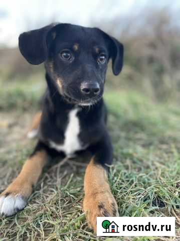 Щенуля Анапа - изображение 1