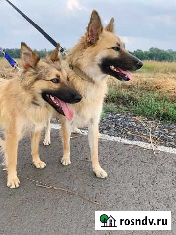 Собака в добрые руки Северный - изображение 1