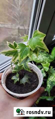 Плющ пестролистный Серпухов - изображение 1