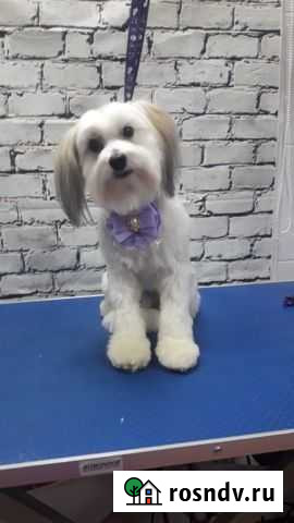 Китайская хохлатая паудер пуф, кобель для вязки Калуга - изображение 1