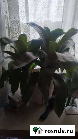 Эхмея полосатая Гурьевск - изображение 1