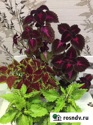 Колеусы махровые Апатиты - изображение 1