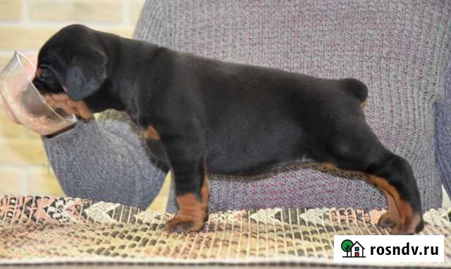 Доберман Челябинск - изображение 1