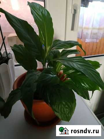 Спатифиллум (женское счастье) Ливны - изображение 1