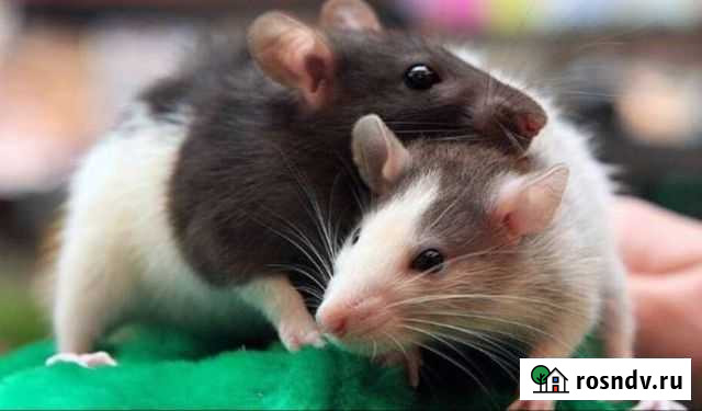 Декоративная крыса Хабаровск - изображение 1