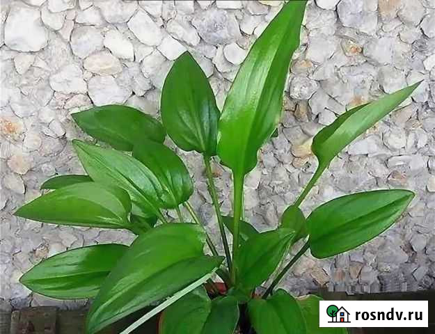 Дримиопсис Кирка.Рео, Декабрист Мои Фото Уфа - изображение 1