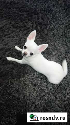 Чихуахуа Краснодар - изображение 1