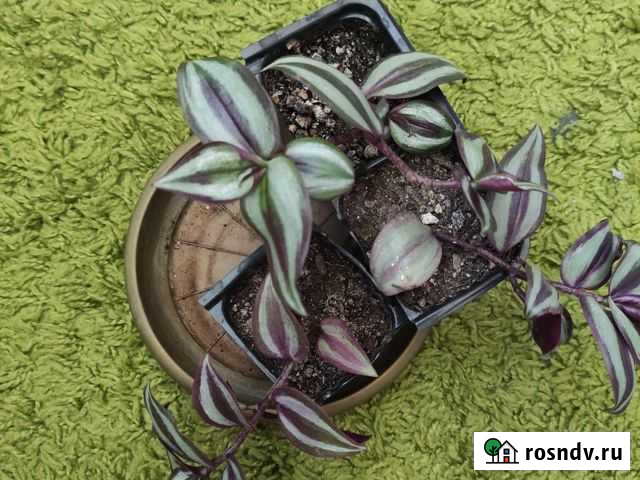 Замиокулькас, хавортия, толстянка Белгород - изображение 1