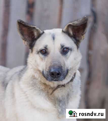 Милейшая собака Ёлка ищет семью и дом Екатеринбург - изображение 1