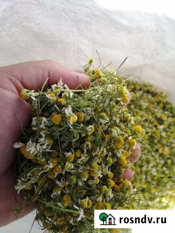 Ромашка аптечная (лекарственная) Рязань - изображение 1