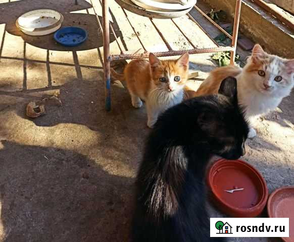 Кошки в добрые руки Волжский - изображение 1