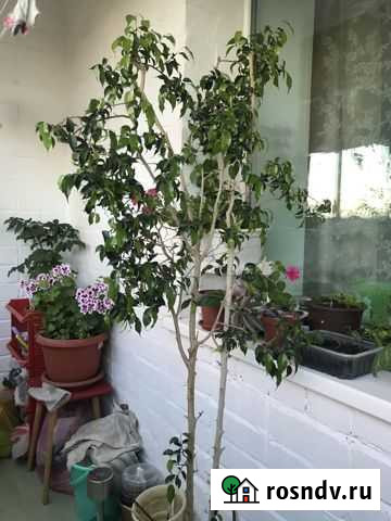 Фикус бенджамина Смоленск - изображение 1