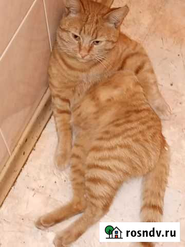 Коты в добрые руки Новосибирск - изображение 1