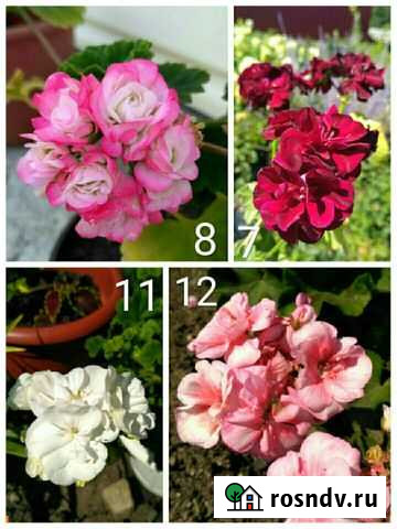 Герань пеларгония Белокуриха - изображение 1