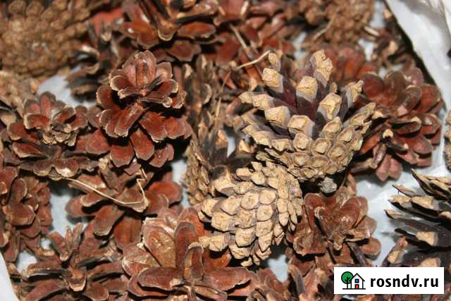 Шишка сосновая обыкновенная Дубна - изображение 1