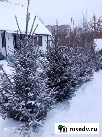 Елки, сосны, пихты Пермь - изображение 1