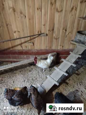 Петух леггорн Урень - изображение 1