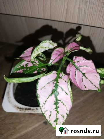 Бегония Волгоград - изображение 1