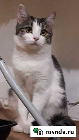 Кошка Нижний Новгород - изображение 1