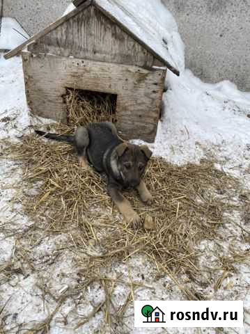 Щенки в свой дом Новокузнецк - изображение 1