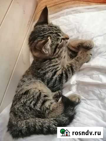 Котята Реутов - изображение 1