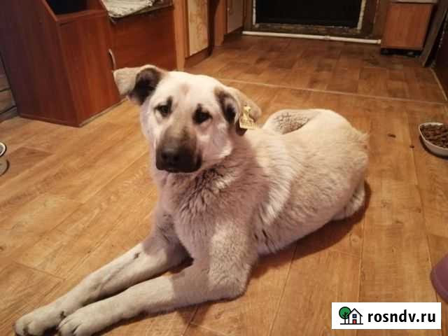 Отдам шикарного крупного молодого кобеля Чита - изображение 1