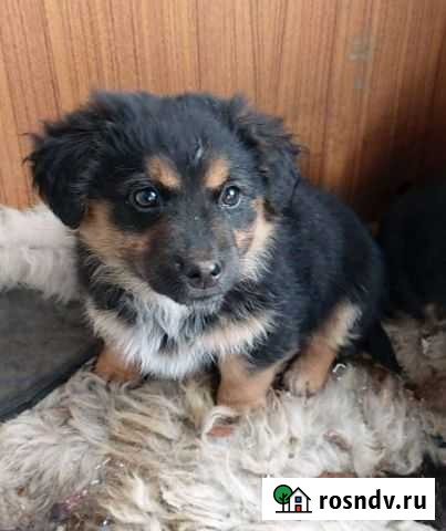 Щенок бесплатно Сухиничи - изображение 1