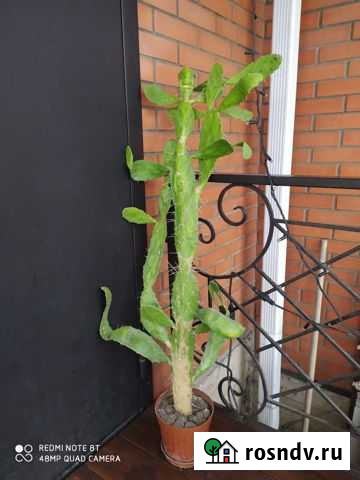 Мега Кактус Опунция Бергера, 3года Шахты - изображение 1