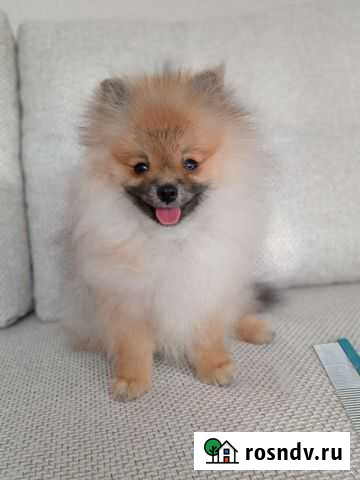 Померанский шпиц Анапа - изображение 1