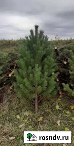 Новогодние елки сосны от метра до трех Благовещенск - изображение 1