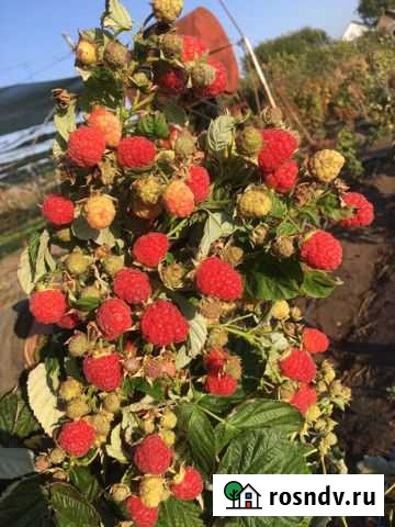 Малина маравила Казанская - изображение 1