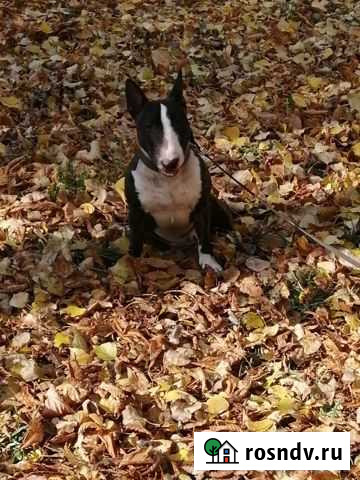 Минибультерьер для вязки Липецк - изображение 1