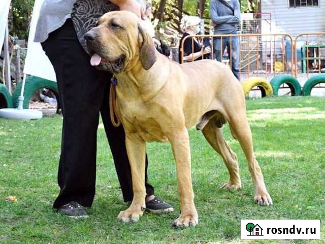 Щенки бразильского мастифа Большой Лог - изображение 1