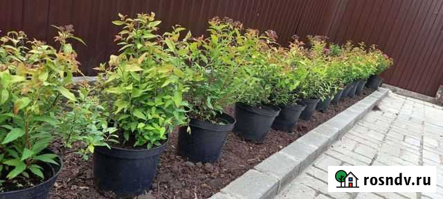 Спирея японская, серая Грефшейм Казань - изображение 1