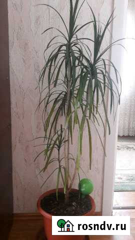 Драцена Саратов - изображение 1