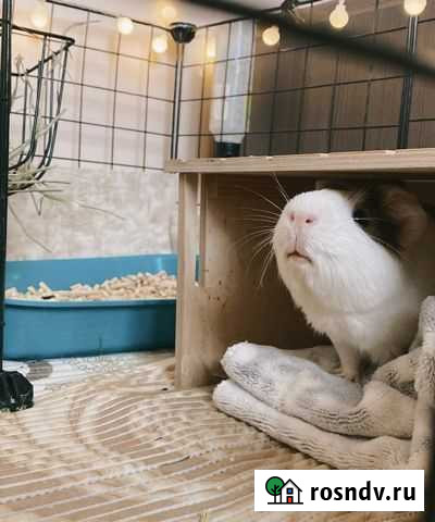 Морские свинки Новосибирск - изображение 1