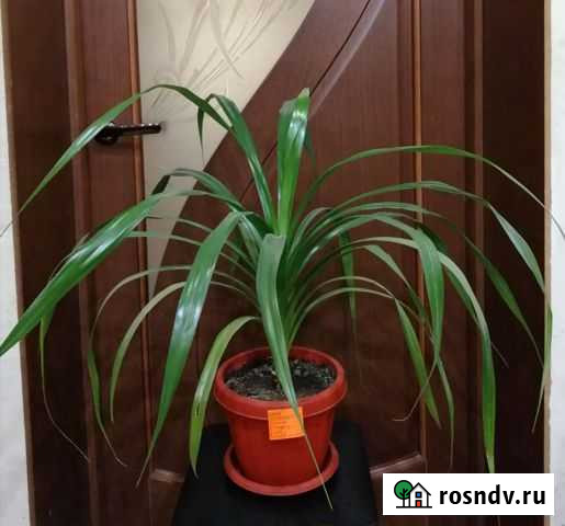 Панданус Майкоп - изображение 1