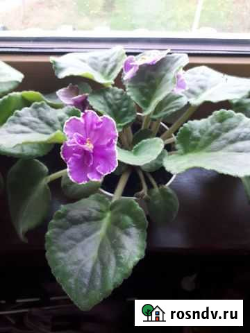 Фиалка Домодедово - изображение 1