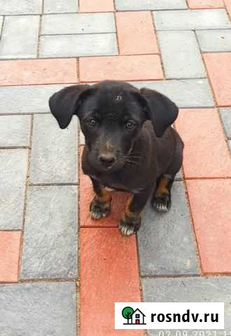 Отдам бесплатно Бузулук - изображение 1