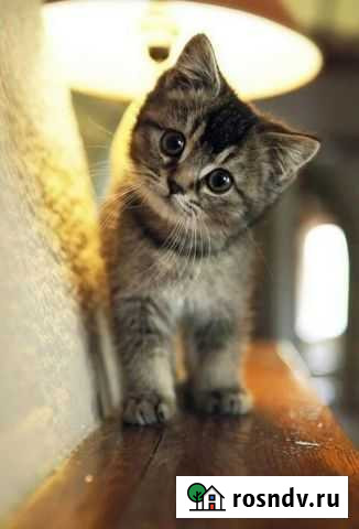 Передержка животных Нижний Новгород - изображение 1