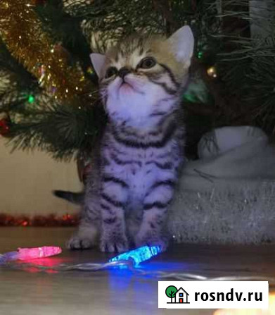 Котята шотландцы Ростов-на-Дону - изображение 1
